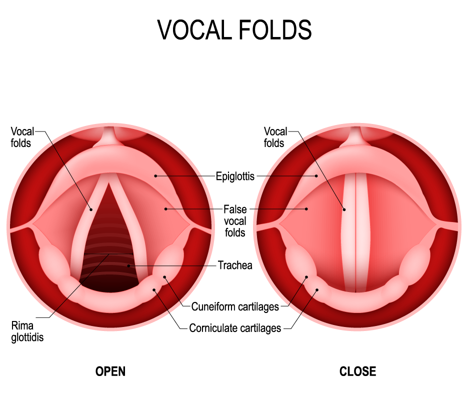 Vocal Folds Diagram